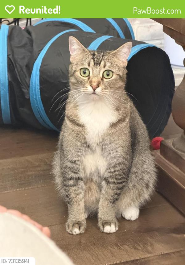 Reunited Male Cat last seen Near Avenida Gaviota, Camarillo, CA 93012, USA, Camarillo, CA 93012