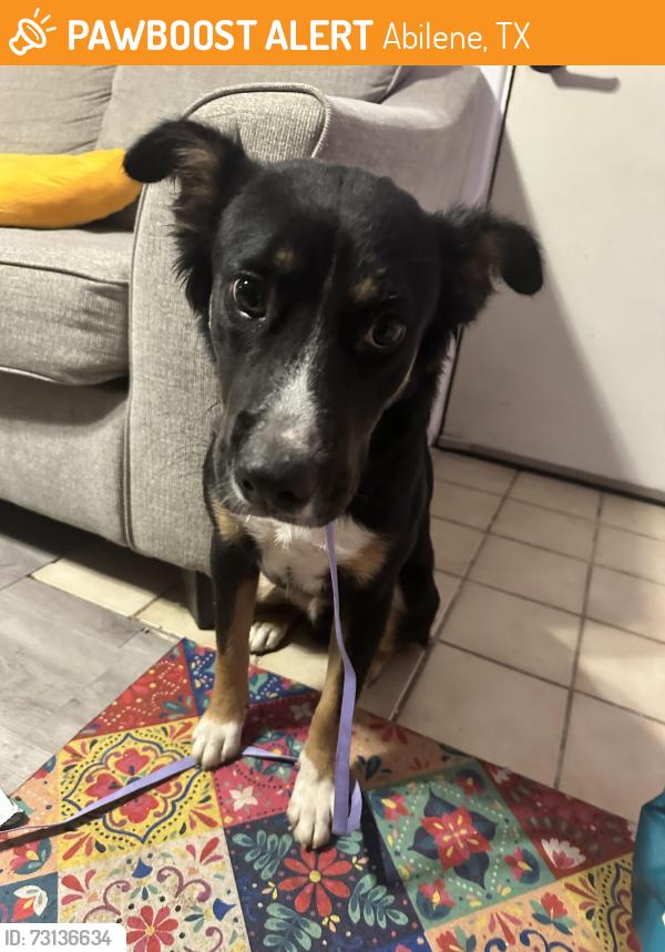 Found/Stray Male Dog last seen Dollar general on ambler, Abilene, TX 79603