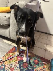 Found/Stray Male Dog last seen Dollar general on ambler, Abilene, TX 79603