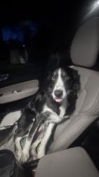 Reunited Male Dog last seen MLK/S Jackson St Seattle, Seattle, WA 98144