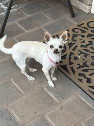 Reunited Female Dog last seen Park, Covina, CA 91722