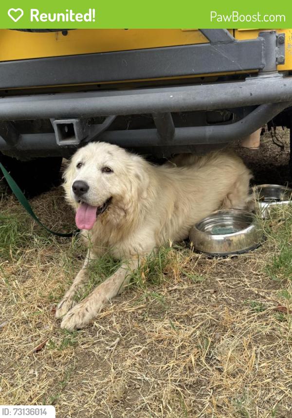 Reunited Male Dog last seen Avenue E between 13th and 14th street, Yucaipa, CA 92399