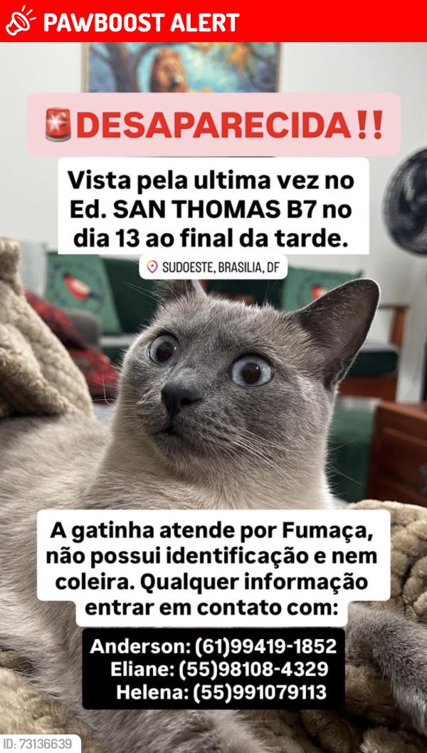 Lost Female Cat last seen San Thomás B7 Sudoeste, Setor Sudoeste, DF 70297-400