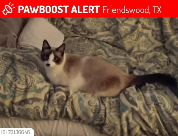 Lost Female Cat last seen Live oak ln, Friendswood, TX 77546