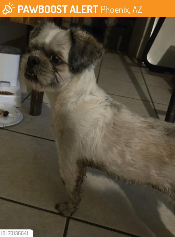 Found/Stray Female Dog last seen 76th drive and Sells Dr, Phoenix, AZ 85033