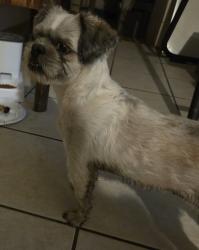 Found/Stray Female Dog last seen 76th drive and Sells Dr, Phoenix, AZ 85033