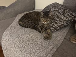 Reunited Female Cat last seen Riverside & Camellia, Los Angeles, CA 91602