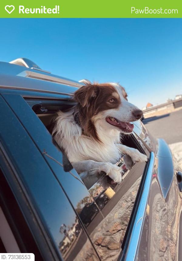 Reunited Male Dog last seen Montwood and Saul Kleinfeld, El Paso, TX 79936
