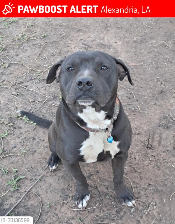 Lost Male Dog last seen S. McArthur Dr Crosses into Airview Terrace., Alexandria, LA 71302