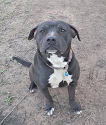 Lost Male Dog last seen S. McArthur Dr Crosses into Airview Terrace., Alexandria, LA 71302