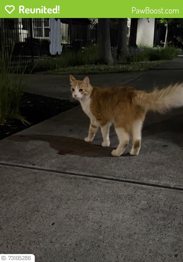 Reunited Male Cat last seen vintage park dr in churchill downs apts, Sacramento, CA 95829