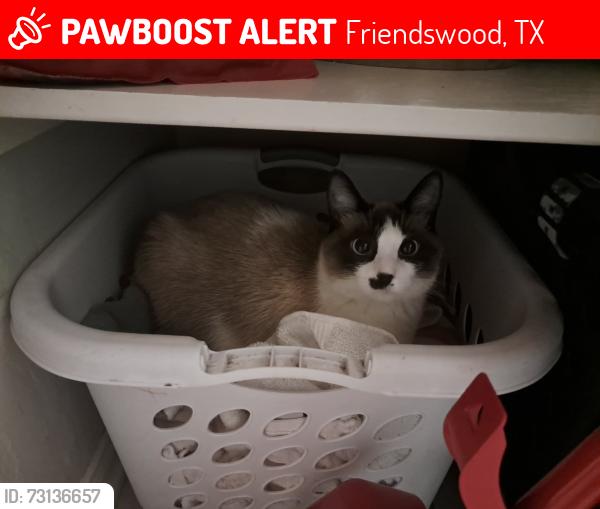 Lost Female Cat last seen Live oak ln, Friendswood, TX 77546