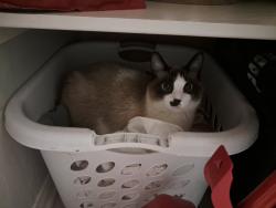 Lost Female Cat last seen Live oak ln, Friendswood, TX 77546