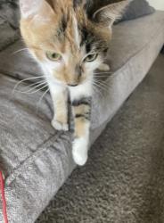 Reunited Female Cat last seen Near E Harvard Ave 80231, Denver, CO 80231