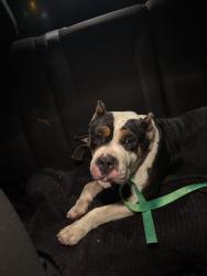 Found/Stray Male Dog last seen Church, Spartanburg, SC 29301