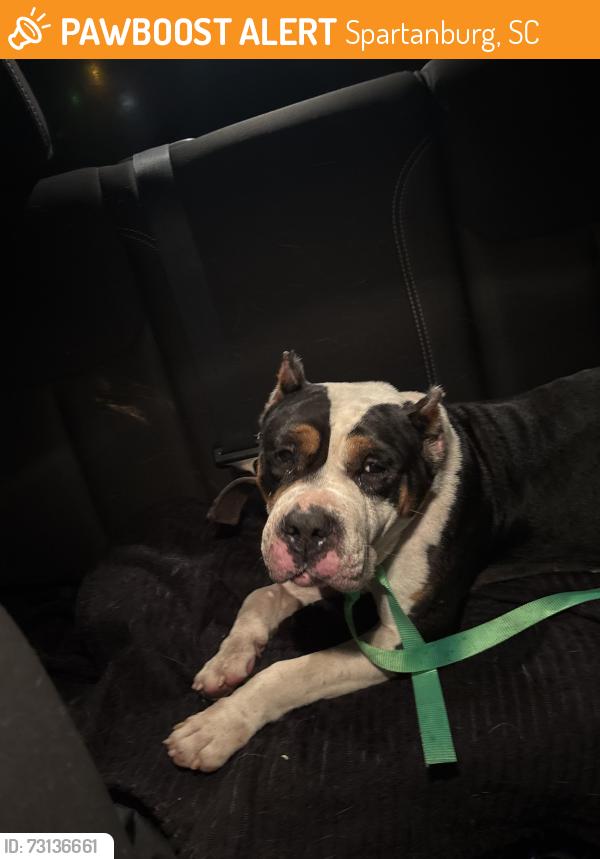 Found/Stray Male Dog last seen Church, Spartanburg, SC 29301