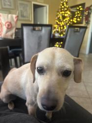 Reunited Female Dog last seen Near W 19th St, San Bernardino, CA 92411, USA, San Bernardino, CA 92411