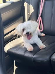 Reunited Female Dog last seen Burnt Spur Ct./Sheldon Woods/Grant Line Road, Elk Grove, CA 95624