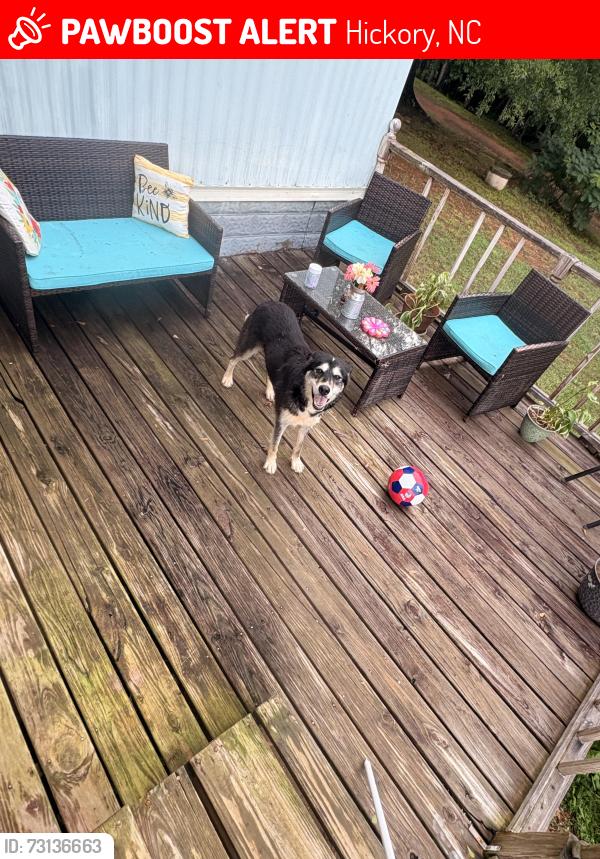 Lost Male Dog last seen Liberty church rd, airport rhodhiss rd, cape hickory rd, Hickory, NC 28601