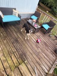 Lost Male Dog last seen Liberty church rd, airport rhodhiss rd, cape hickory rd, Hickory, NC 28601
