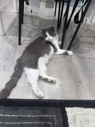 Reunited Female Cat last seen Alum rock & foss ave, San Jose, CA 95116