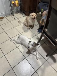 Reunited Male Dog last seen Calle torres oduno, Coachella, CA 92236