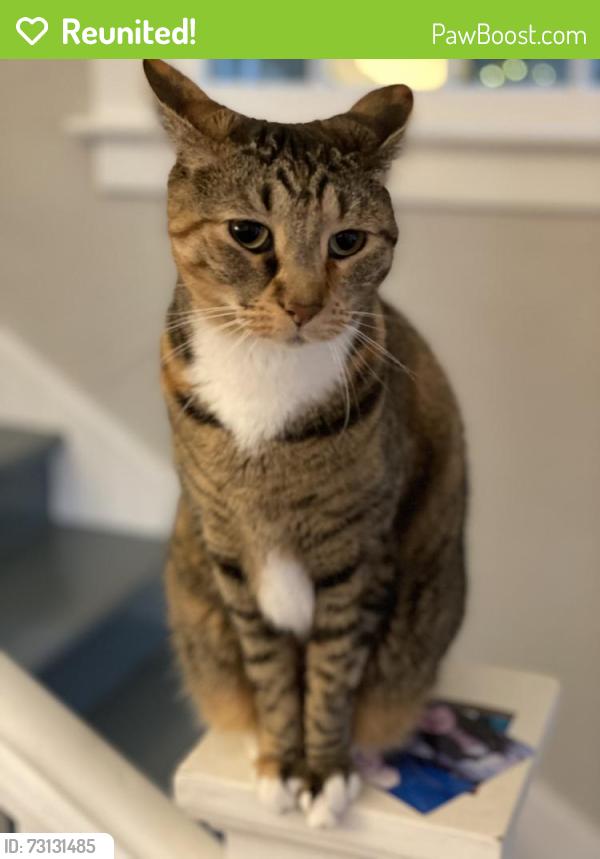 Reunited Female Cat last seen 25th Ave. S. & Dearborn, Seattle, WA 98144