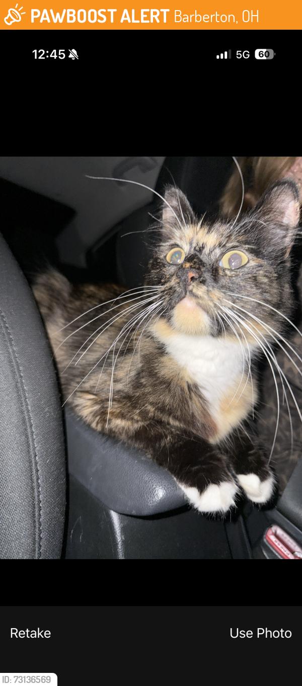 Found/Stray Unknown Cat last seen s cleveland mass rd, Barberton, OH 44203