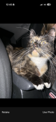 Found/Stray Unknown Cat last seen s cleveland mass rd, Barberton, OH 44203