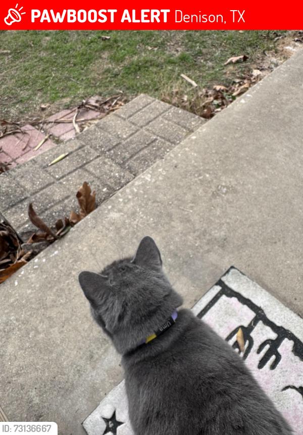 Lost Male Cat last seen Kool lane and FM 1753, Denison, TX 75021