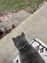 Lost Male Cat last seen Kool lane and FM 1753, Denison, TX 75021