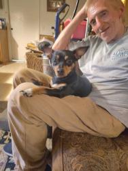 Lost Female Dog last seen Golden valley rd, Reno, NV 89506