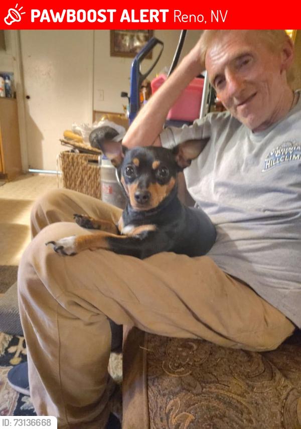 Lost Female Dog last seen Golden valley rd, Reno, NV 89506