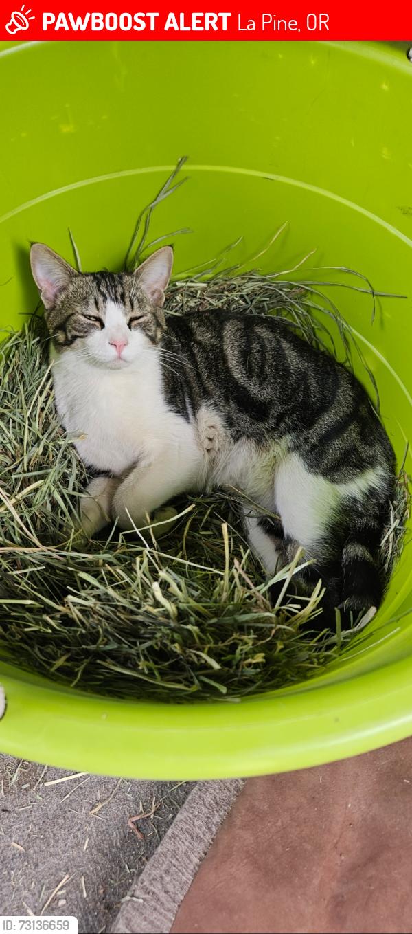 Lost Male Cat last seen Mitts way & Finley butte, La Pine, OR 97739