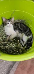 Lost Male Cat last seen Mitts way & Finley butte, La Pine, OR 97739