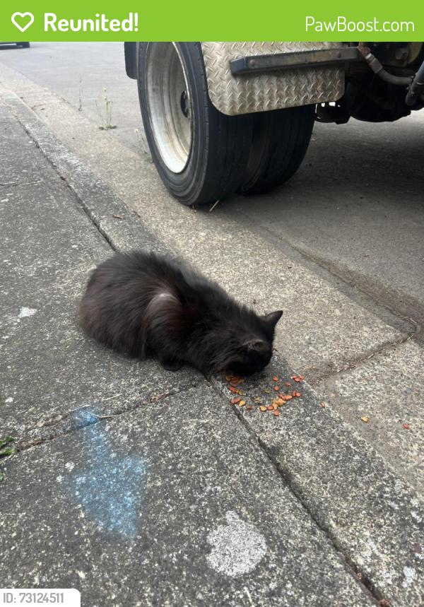 Reunited Female Cat last seen Tv highway - SE 18th Ave, Hillsboro, OR 97123