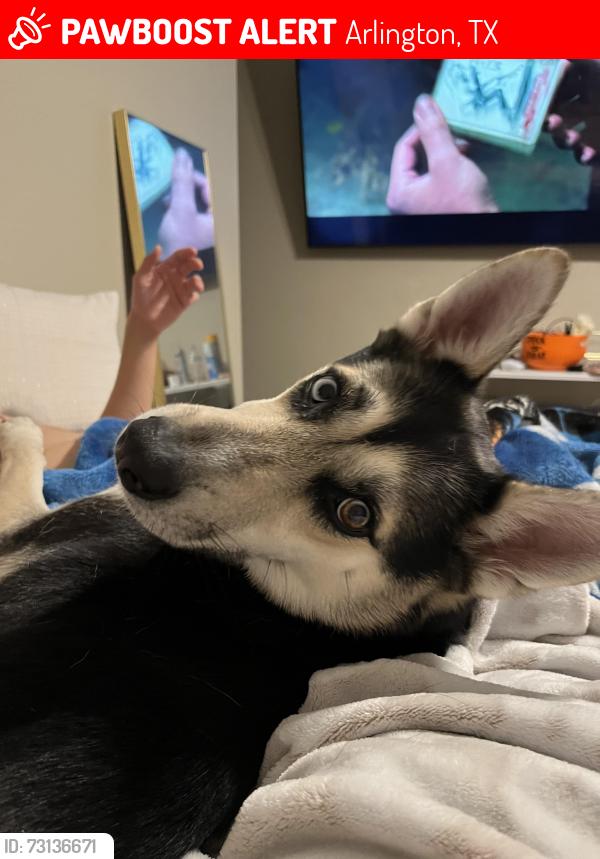 Lost Female Dog last seen Natches dr, Arlington, TX 76014