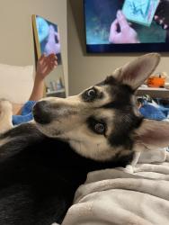 Lost Female Dog last seen Natches dr, Arlington, TX 76014