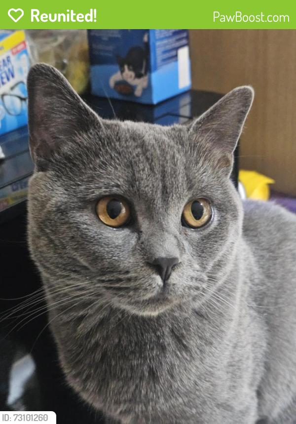 Reunited Male Cat last seen Eastbury Way, Blunsdon Saint Andrew, England 