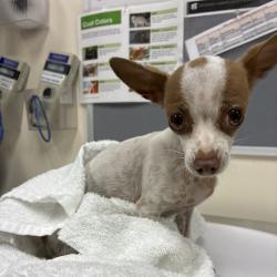 Shelter Stray Female Dog last seen , 361 S Raymond Ave, Pasadena, CA 91105, USA