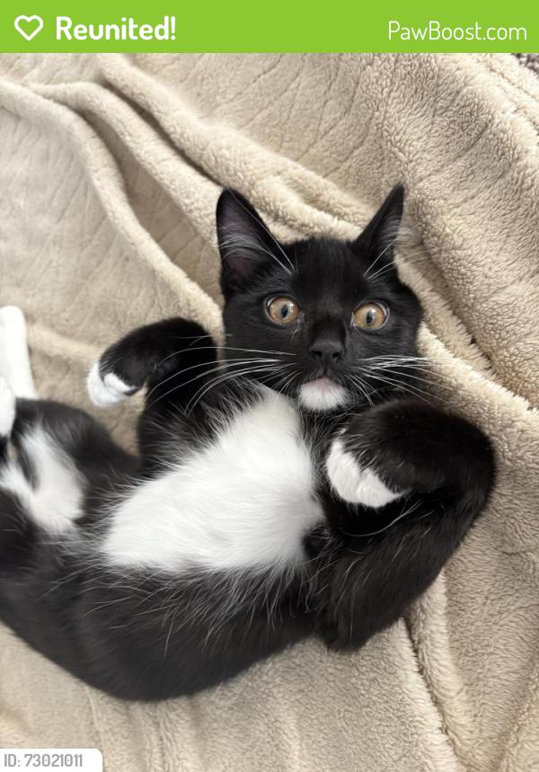 Reunited Female Cat last seen Leisure Lake Dr., Monument, CO 80132
