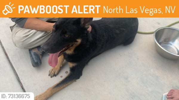 Found/Stray Male Dog last seen Craig rd, North Las Vegas, NV 89115