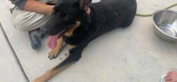 Found/Stray Male Dog last seen Craig rd, North Las Vegas, NV 89115