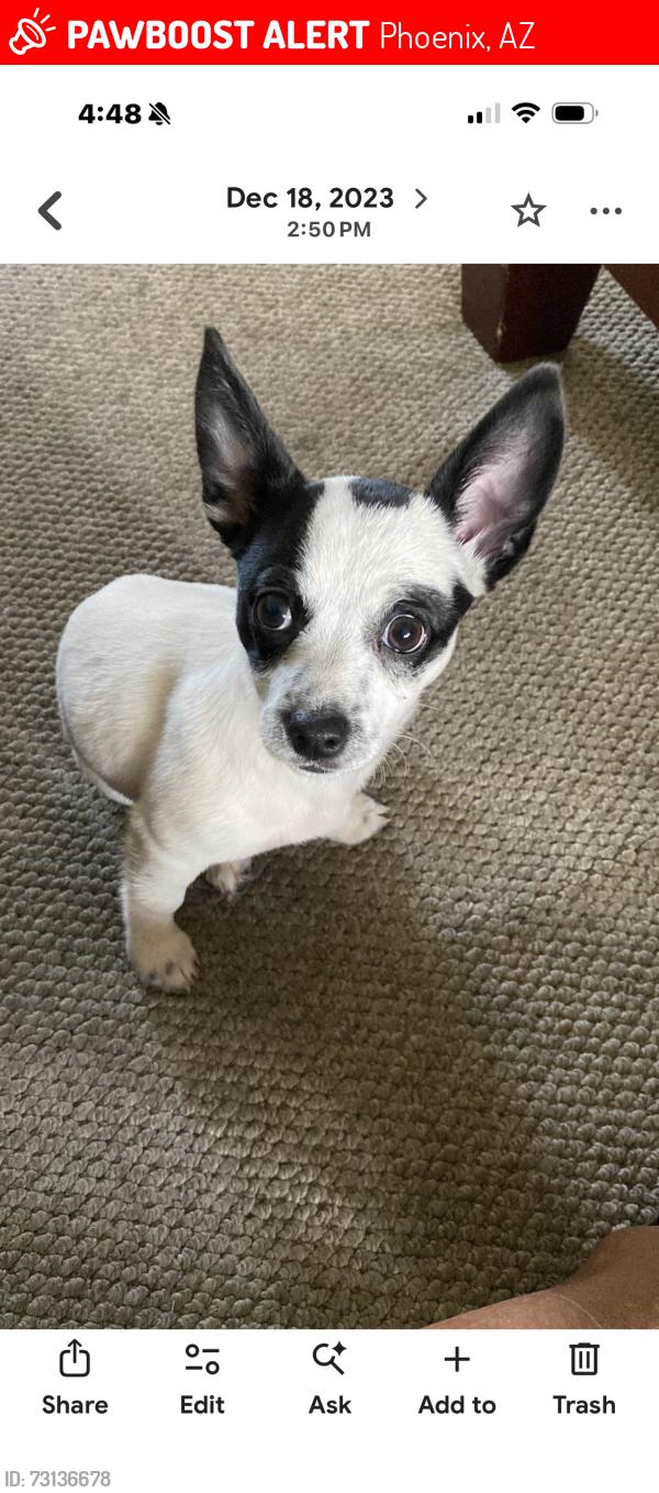 Lost Female Dog last seen Near w Marco Polo rd Phoenix az 85027, Phoenix, AZ 85027