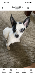 Lost Female Dog last seen Near w Marco Polo rd Phoenix az 85027, Phoenix, AZ 85027