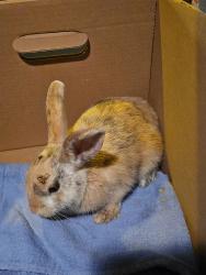 Found/Stray Unknown Rabbit last seen Greenleaf, Anaheim, CA 92801