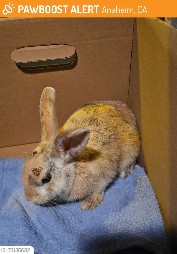 Found/Stray Unknown Rabbit last seen Greenleaf, Anaheim, CA 92801