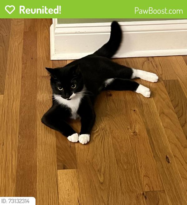 Reunited Female Cat last seen 36th Ave NW & N Center St., Hickory, NC 28601