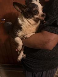 Found/Stray Male Dog last seen 111pl and Compton, Compton, CA 90220