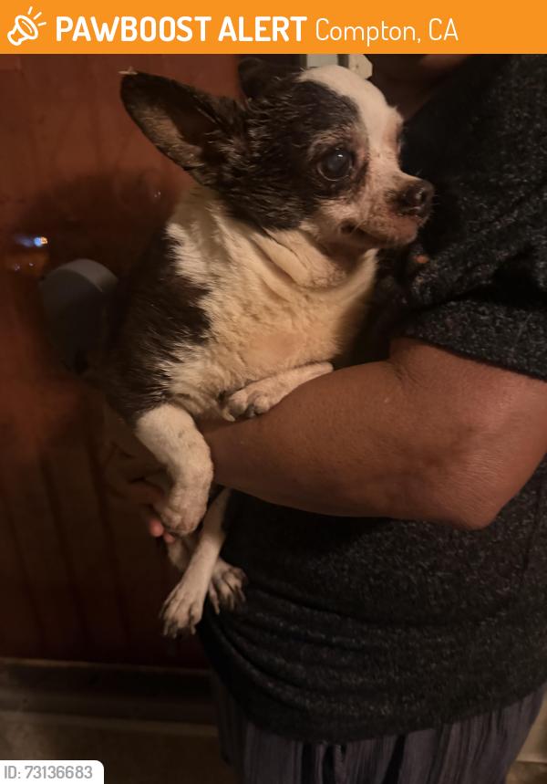 Found/Stray Male Dog last seen 111pl and Compton, Compton, CA 90220